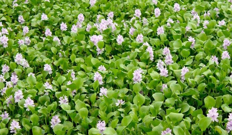 Tuổi Tuất hợp cây gì chắc chắn phải kể đến cây lục bình