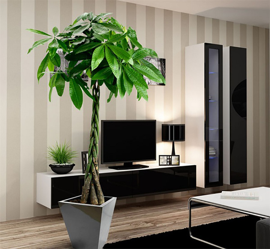 Cây kim ngân mang đến nhiều niềm vui, may mắn cho mệnh chủ tuổi Tuất
