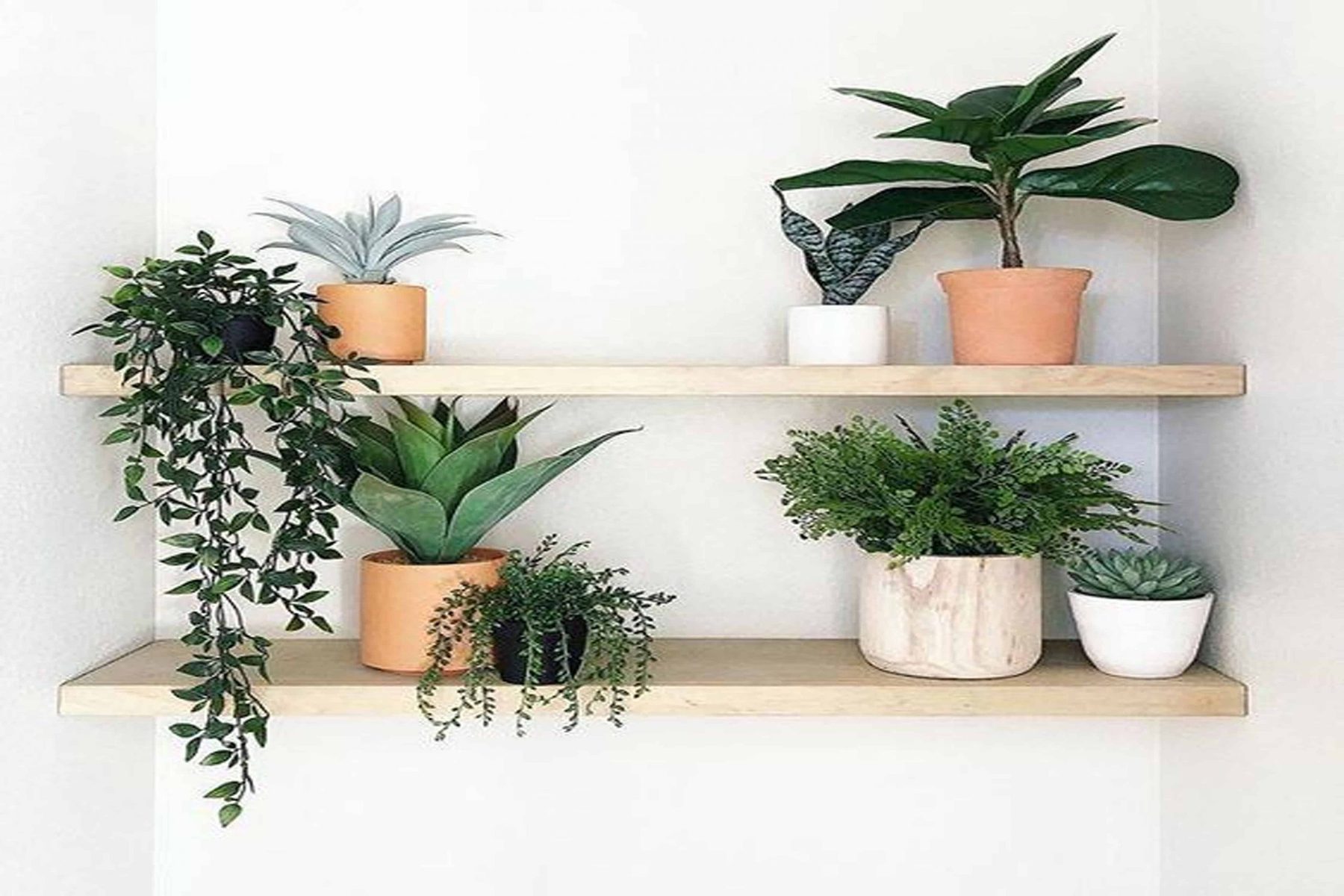 Cây Kim Tiền là đáp án hoàn hảo cho vấn đề tuổi Tý hợp cây gì