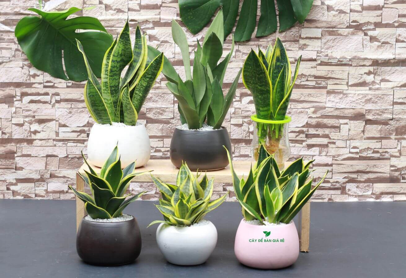 Cây lưỡi hổ hợp người người tuổi Tỵ mệnh thủy