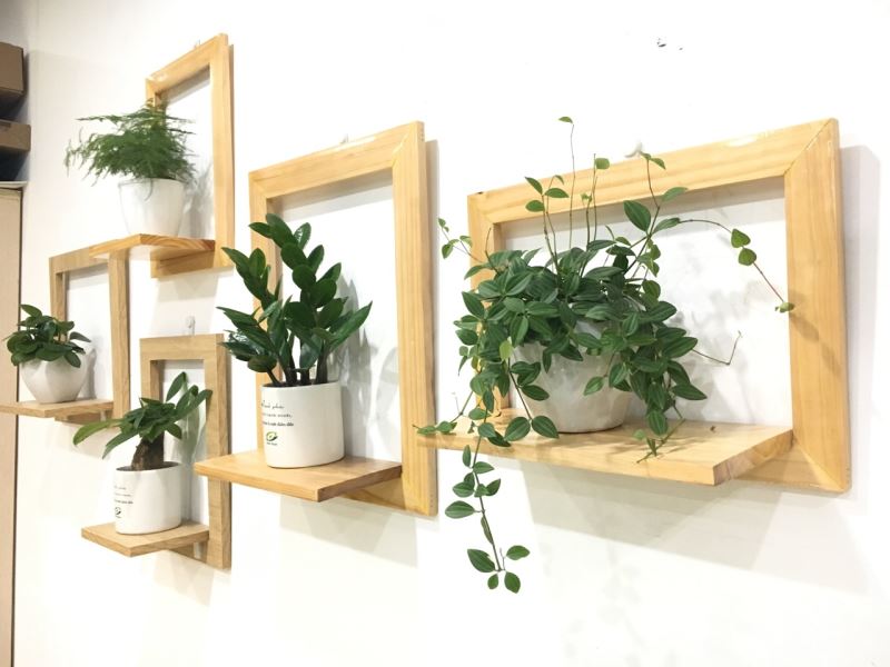 Tuổi Giáp Tý không hợp cây màu đỏ, cam thuộc mệnh Hỏa