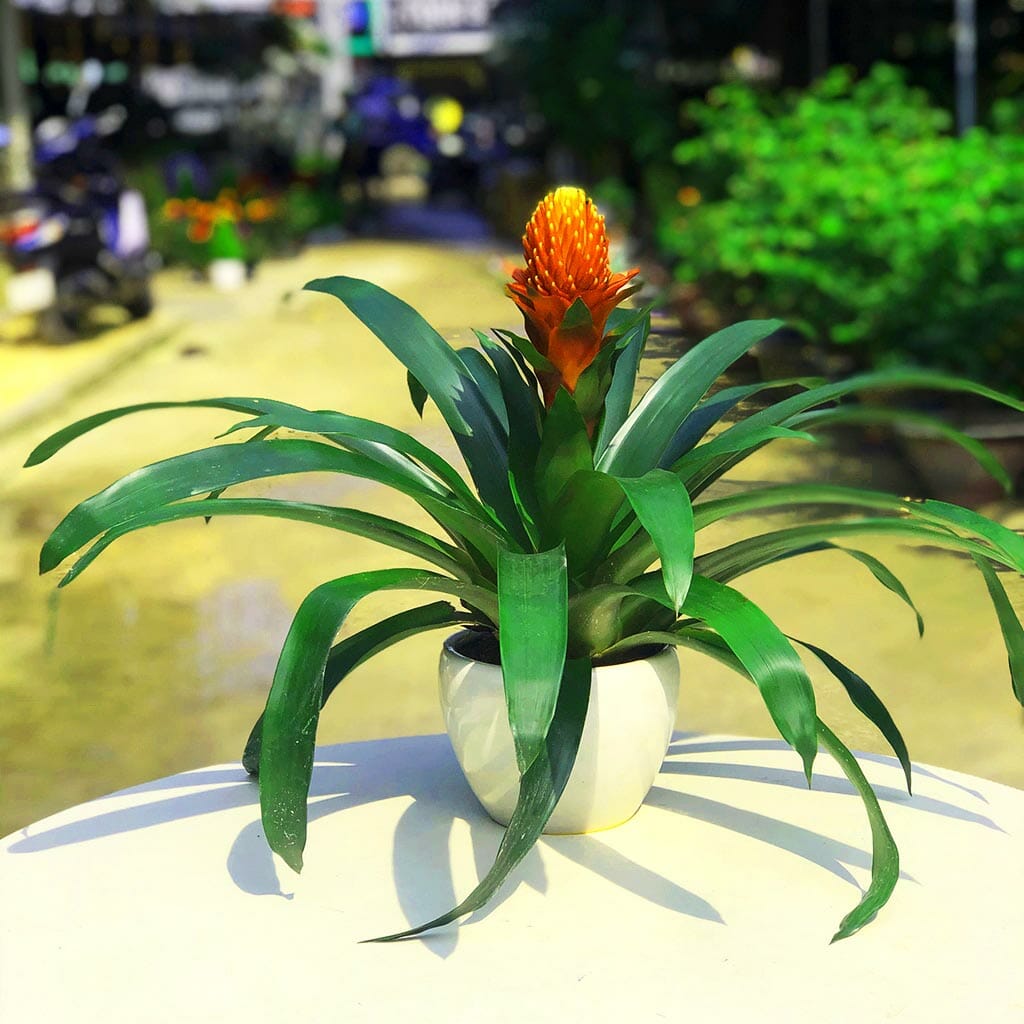 Người mệnh Hoả tuổi Tỵ nên chọn cây màu đỏ