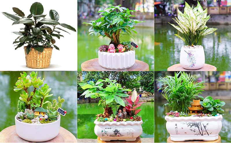 Tuổi Canh Tý trồng cây màu đỏ giúp rước lộc về nhà