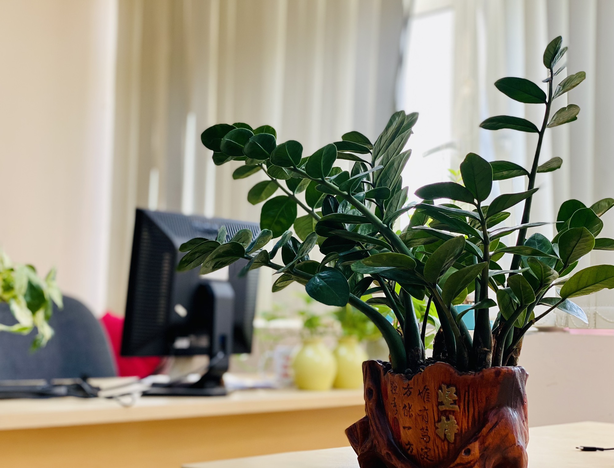 Tuổi Tý hợp cây gì? Giải hạn, hút lộc, tiền chất như núi nhờ chọn đúng cây này