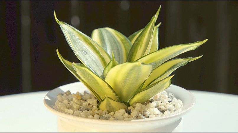 Cây lưỡi hổ thường mang đến tài lộc