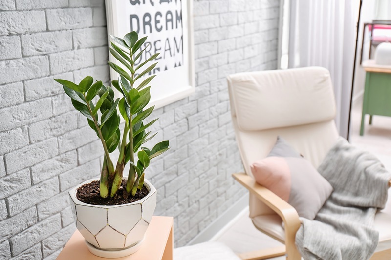 Cây kim tiền là vật phẩm phong thủy trên bàn làm việc mang năng lượng tích cực