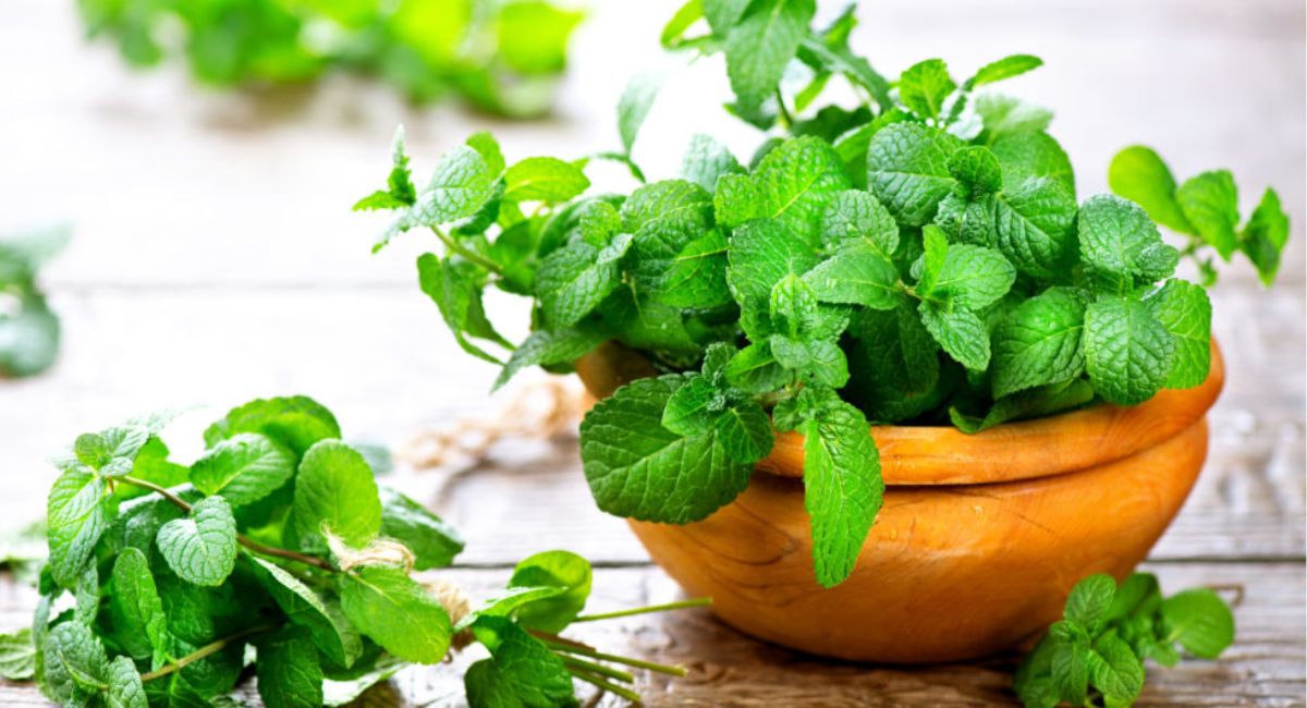 Cây bạc hà có thể đuổi muỗi, khử mùi hôi nhà tắm hiệu quả