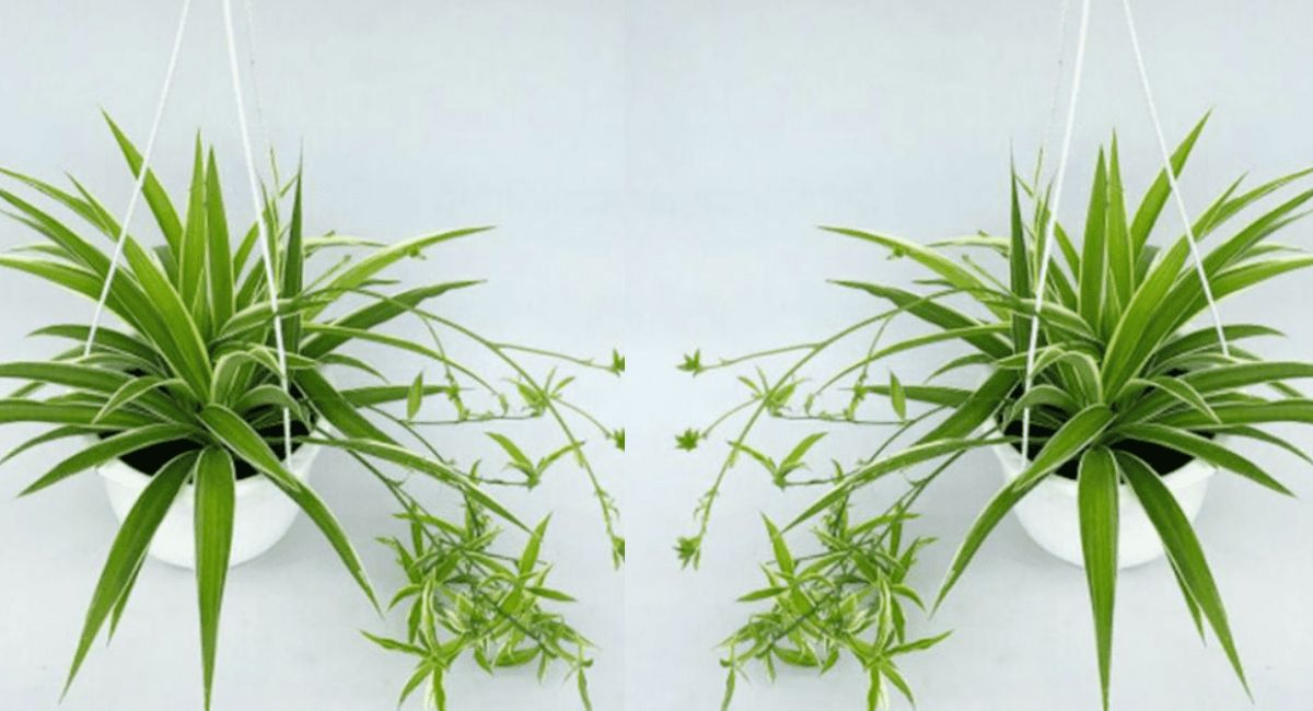 Cây dây nhện giúp nhà vệ sinh thêm xanh mát, thoáng đãng